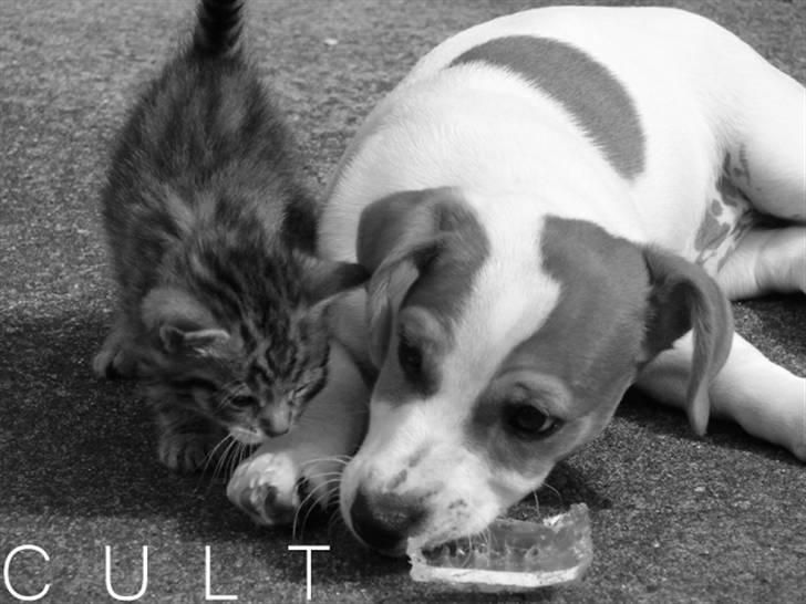 Jack russell terrier Cult - Cult 12 uger billede 6