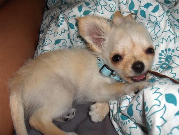 Chihuahua  Elliot  billede 13