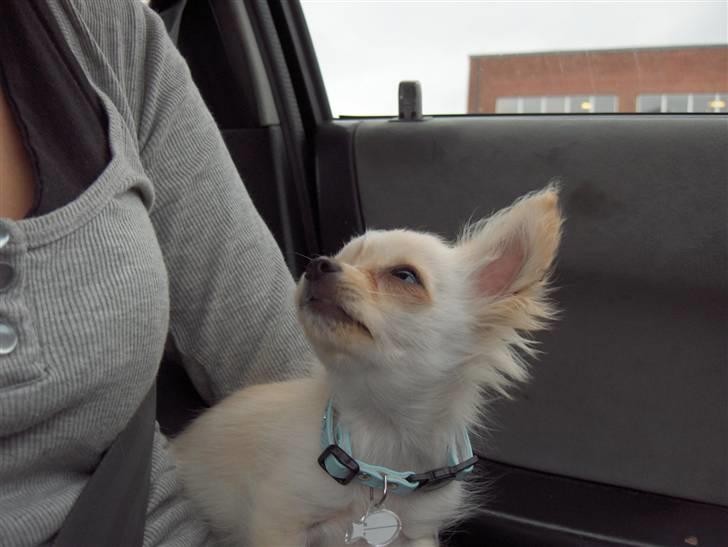 Chihuahua  Elliot  - Elliot bag rattet. billede 14