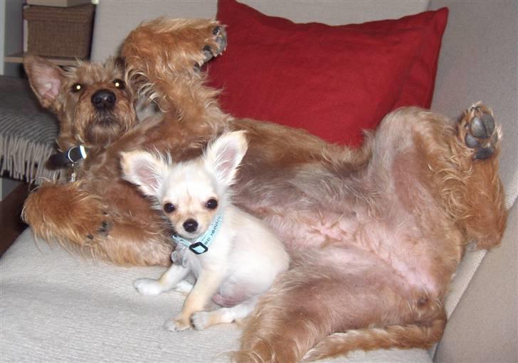 Chihuahua  Elliot  billede 15