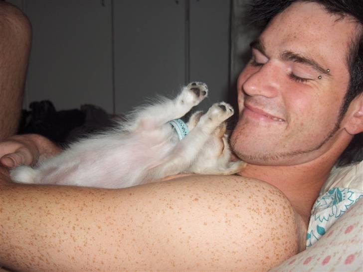 Chihuahua  Elliot  billede 16