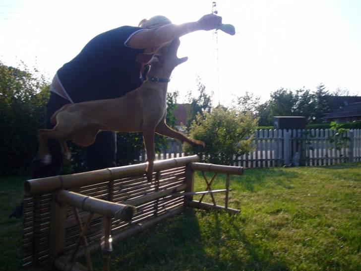 Blanding af racer Gucci - Wulla... Det har jeg også lært..  billede 12