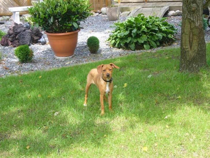 Blanding af racer Gucci billede 13