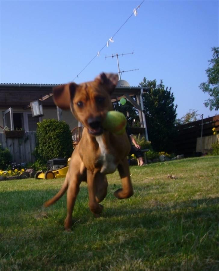 Blanding af racer Gucci - Her kommer jeg i fuld fjerspring.  billede 14