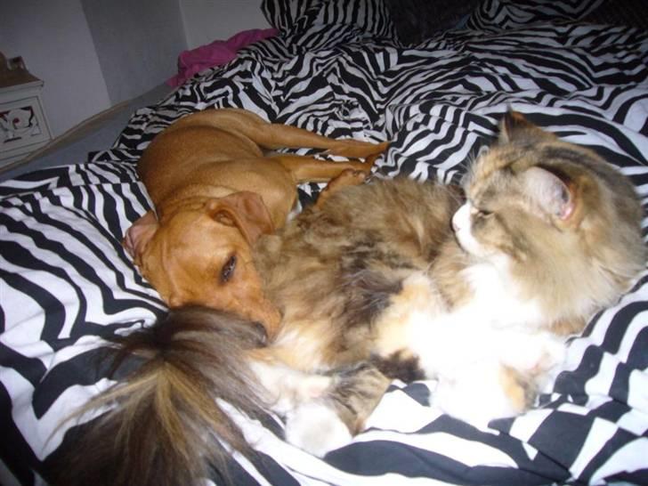 Blanding af racer Gucci billede 15