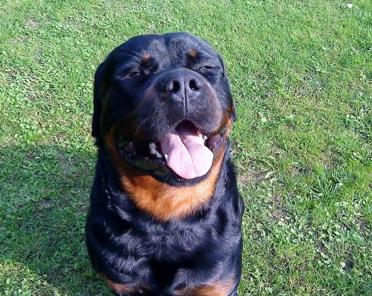Rottweiler kato= Moars basse - Griner bare ;O) billede 9