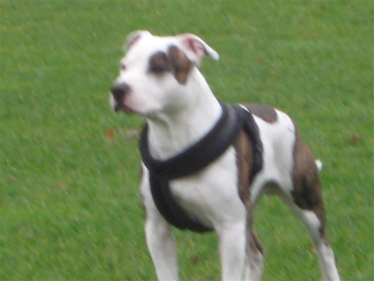 Amerikansk staffordshire terrier Chako billede 14