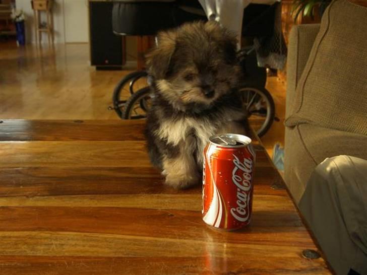 Blanding af racer Viggo - Viggo da han var ny og lækker billede 1