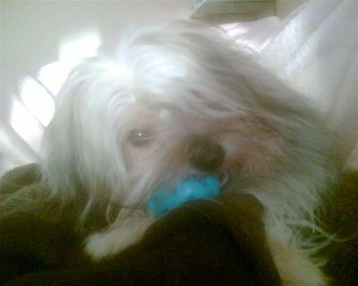 Blanding af racer Viggo - Viggo leger billede 2