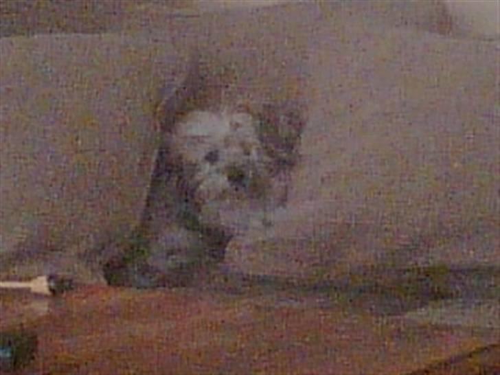 Blanding af racer Viggo - Viggo synes at puderne skal omrokeres billede 3