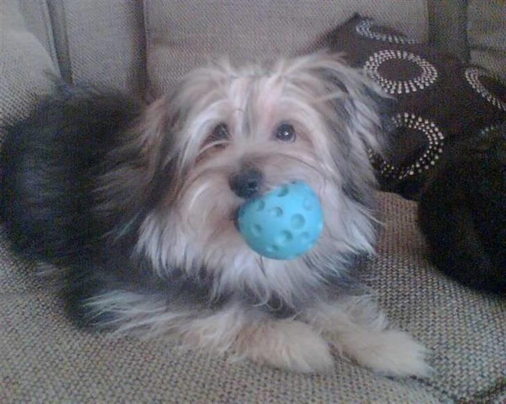 Blanding af racer Viggo - Viggo leger billede 4