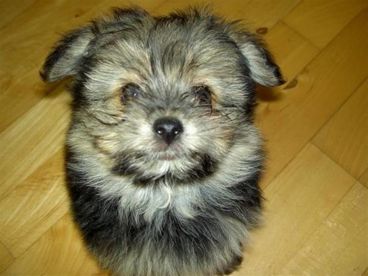 Blanding af racer Viggo - Ny og lækker billede 5