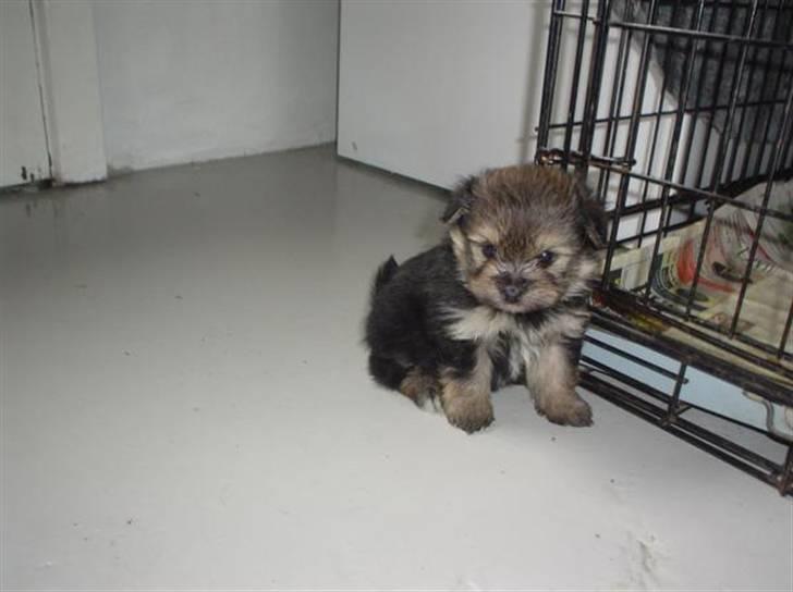 Blanding af racer Viggo - lille lækkermåz billede 6