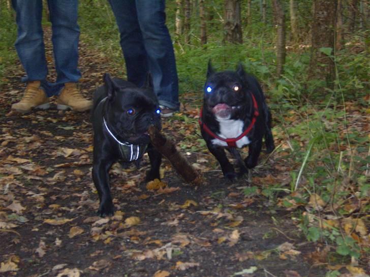 Fransk bulldog fie - Pas på HUNDEGALSKAB billede 19