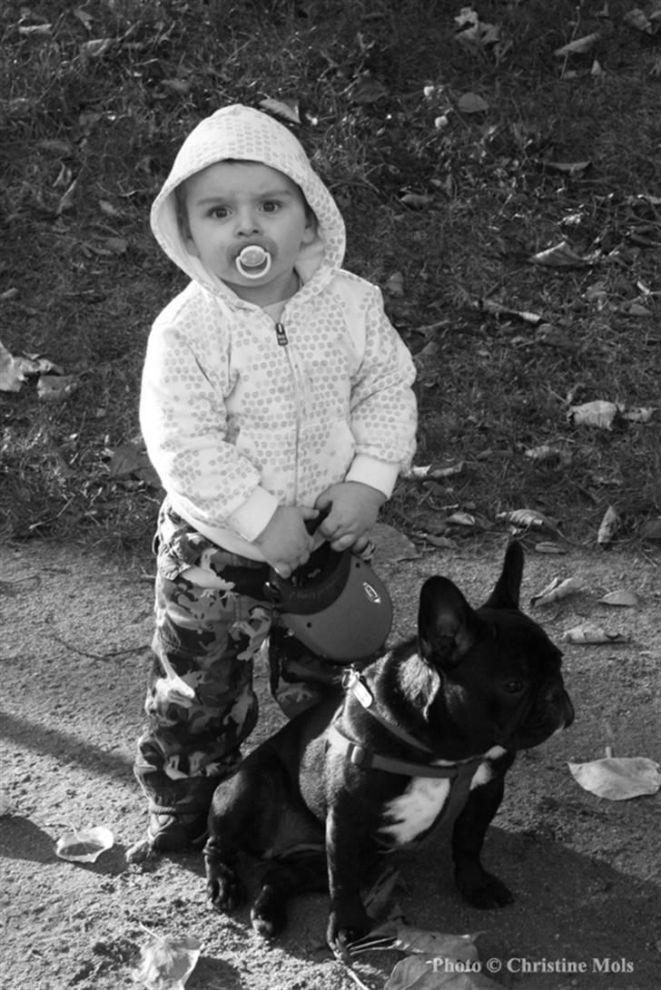 Fransk bulldog fie - Jeg kan godt holde fie..     Billed taget af christine mols billede 20