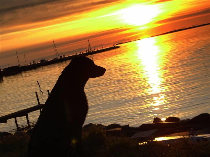 Blanding af racer - Kaldenavn Choice - Solnedgang ved Rudkøbing havn... billede 1