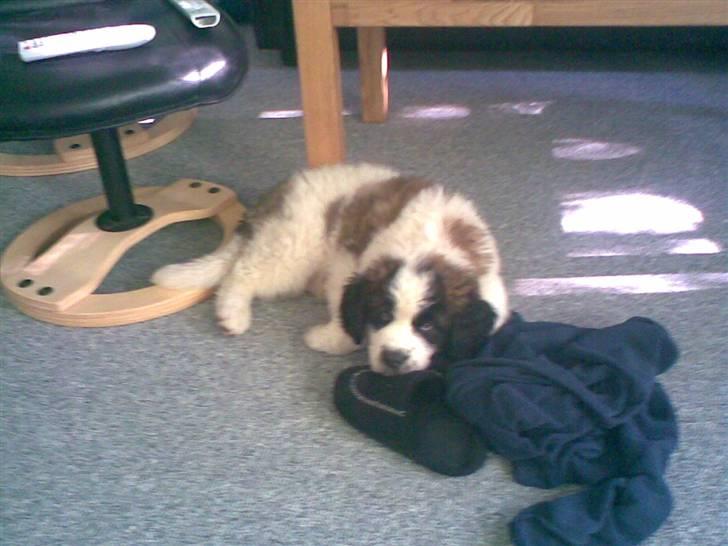 Sankt bernhardshund Sofus billede 2