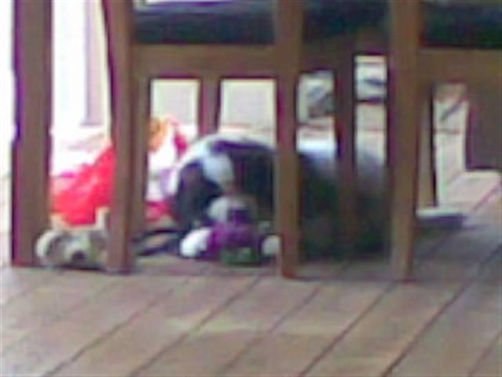 Sankt bernhardshund Sofus billede 3