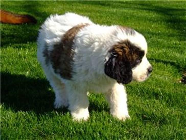 Sankt bernhardshund Sofus billede 4