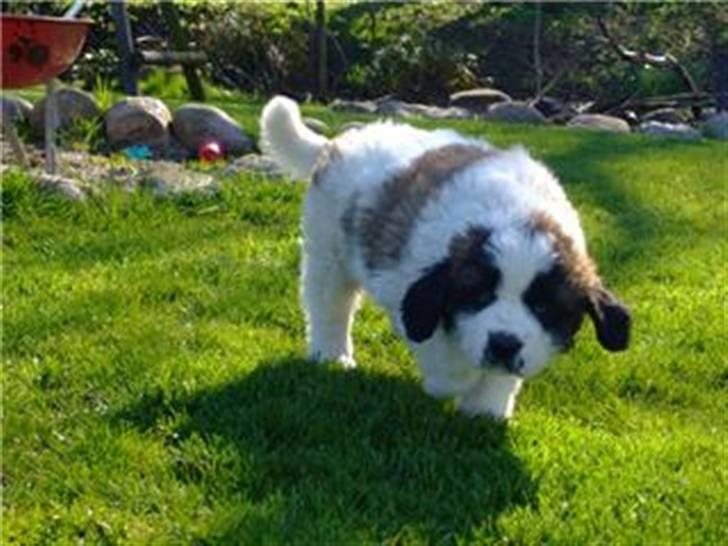 Sankt bernhardshund Sofus billede 5