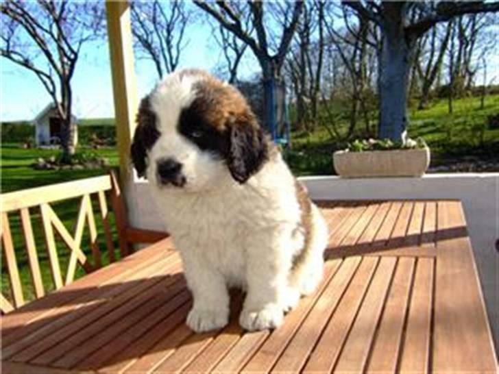 Sankt bernhardshund Sofus billede 6