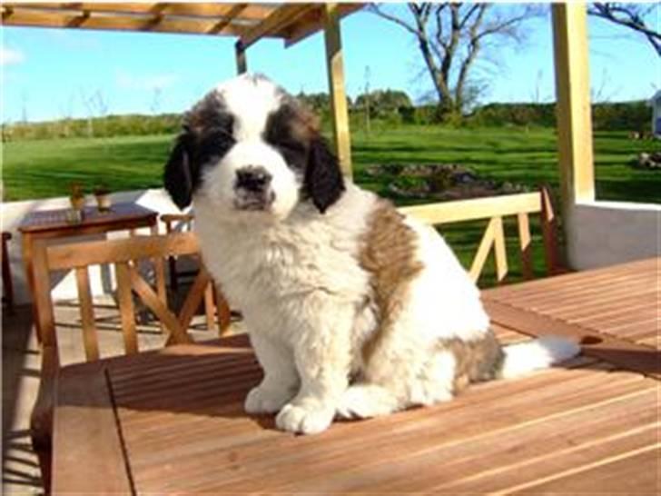 Sankt bernhardshund Sofus billede 7