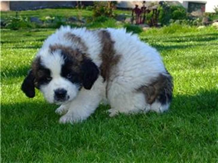 Sankt bernhardshund Sofus billede 8