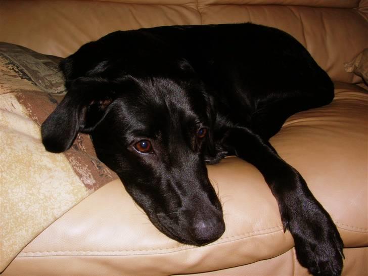 Blanding af racer - Kaldenavn Choice - Jeg er en farlig vagthund... billede 3