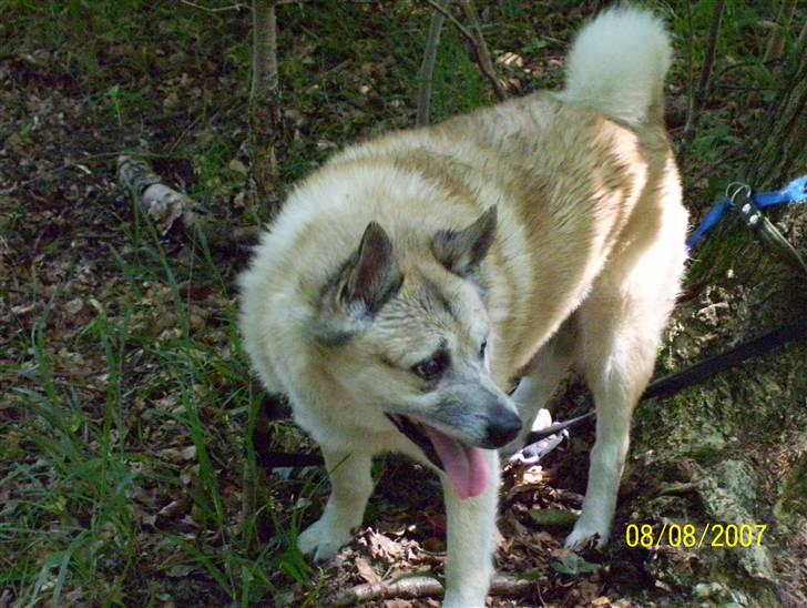 Norsk buhund Frej - Hvad er det mon han siger? billede 3