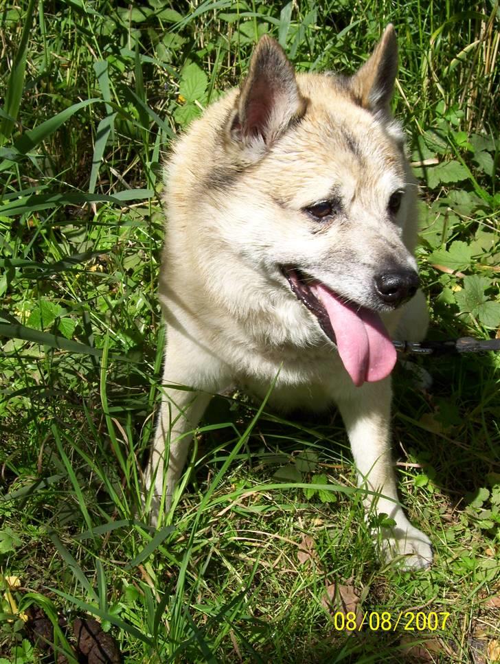 Norsk buhund Frej - Ahhh! Her er dejligt at sidde billede 4