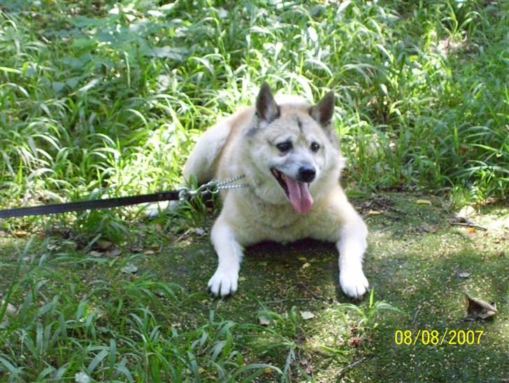 Norsk buhund Frej - Nej jeg gider altså ikke gå mere billede 5