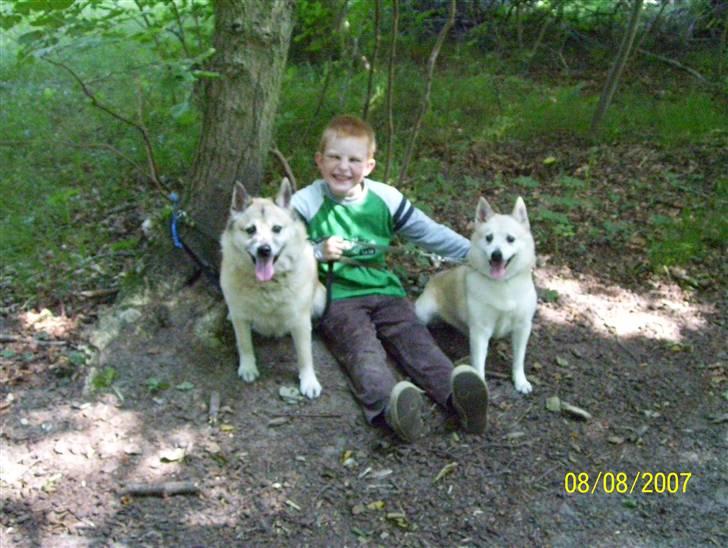 Norsk buhund Frej - Her er jeg med min halvsøster Santa billede 6