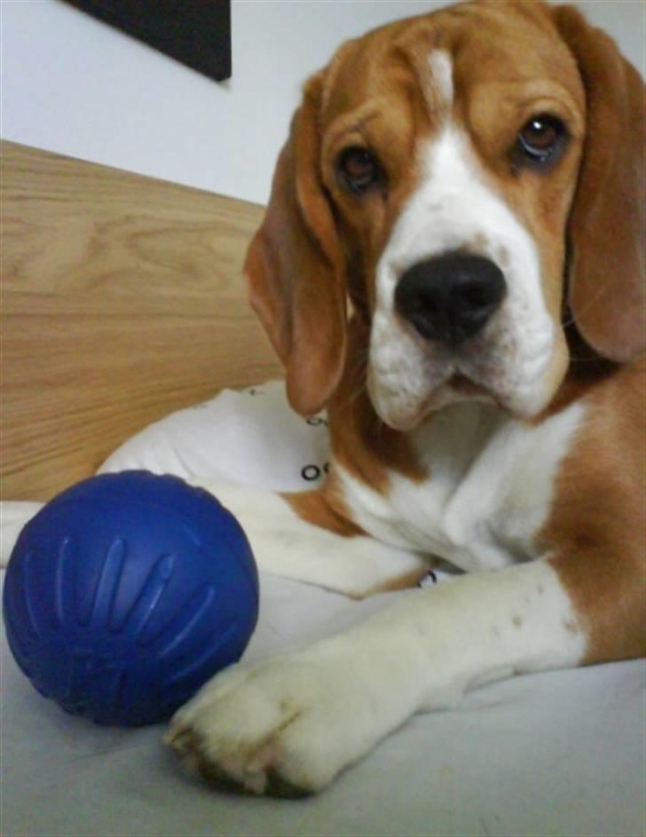 Beagle Oscar - Oscar med sin helt nye bold :) Den er go´ billede 15