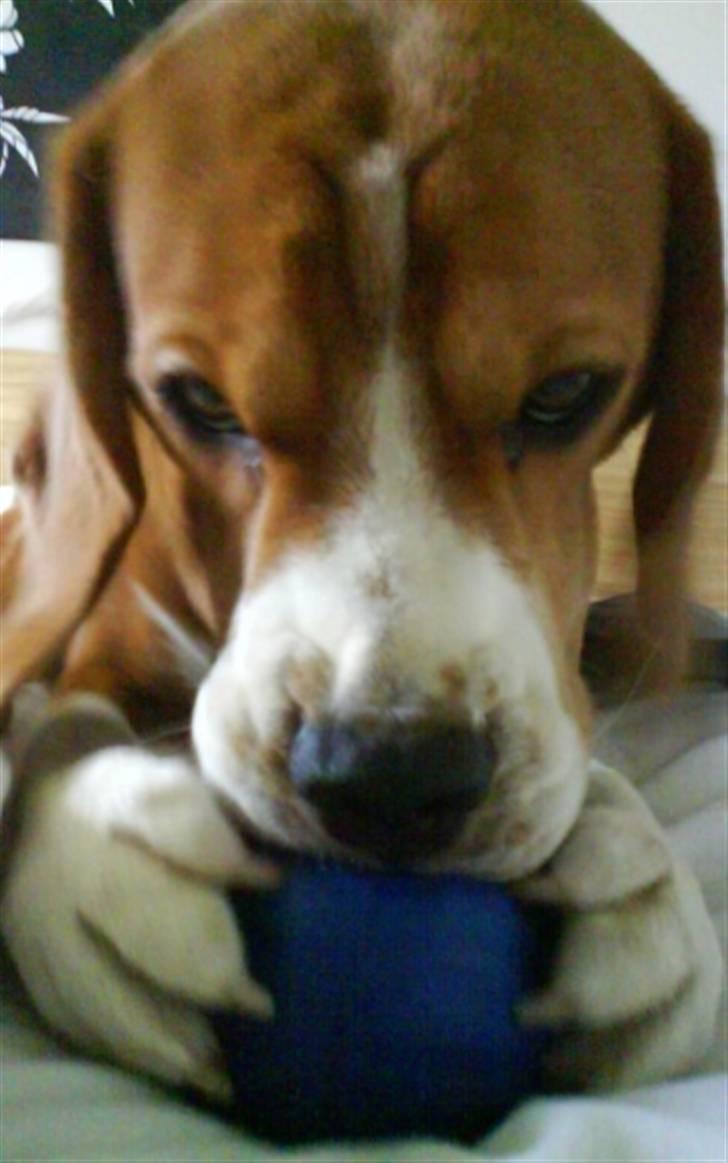 Beagle Oscar - Endnu et billede med bolden :) billede 16