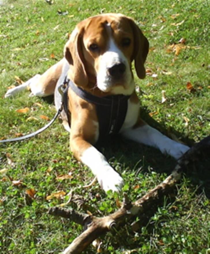 Beagle Oscar - Oscar slænger sig i parken med sin nyfundne pind. billede 17