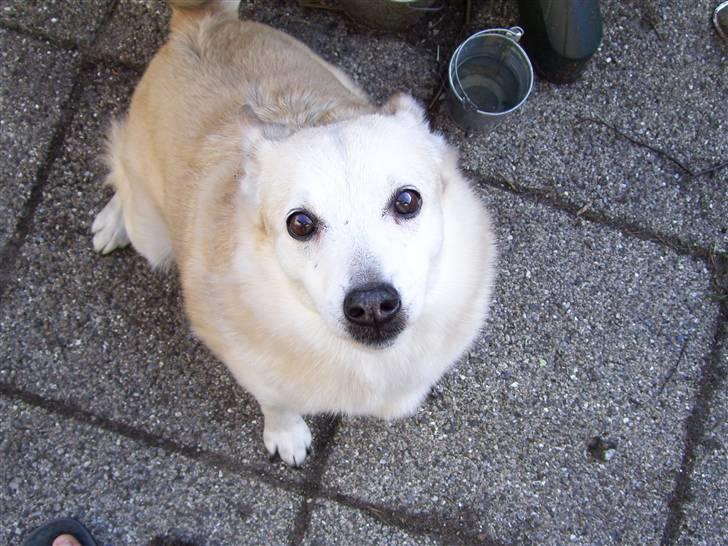 Norsk buhund Santa - Er det fint sådan her? billede 7
