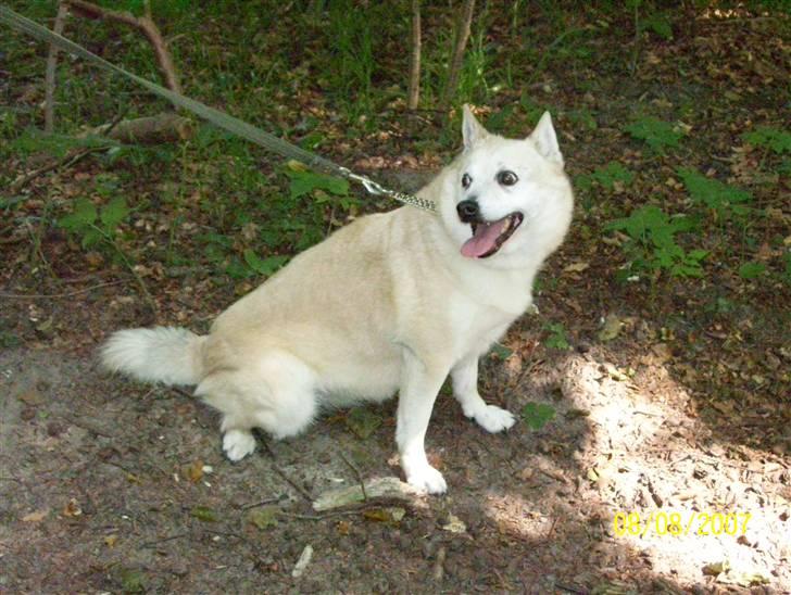 Norsk buhund Santa - Hvad skal jeg nu? billede 8