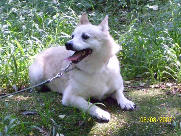 Norsk buhund Santa - Aahhh! Dejligt med en pause. billede 9