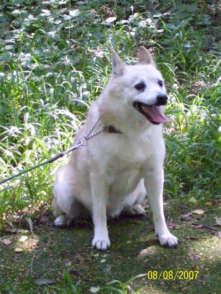 Norsk buhund Santa - Siger du at vi skal til at gå? billede 10