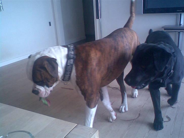 Blanding af racer Bobby   Rott/lab.  billede 18