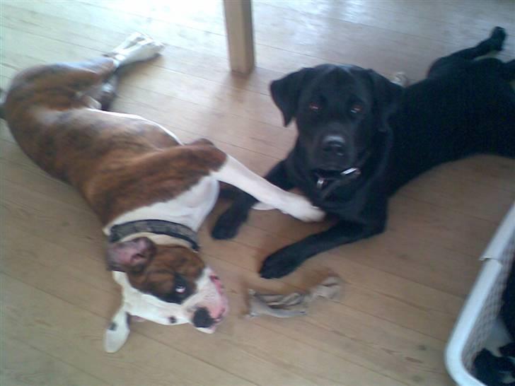 Blanding af racer Bobby   Rott/lab.  billede 19