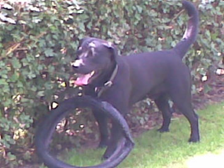 Blanding af racer Bobby   Rott/lab.  billede 20