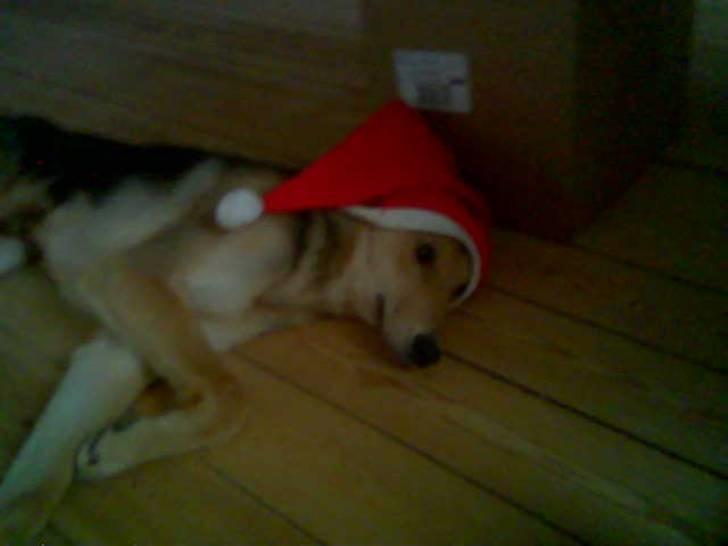 Schæferhund Tarzan - Død - billede 4