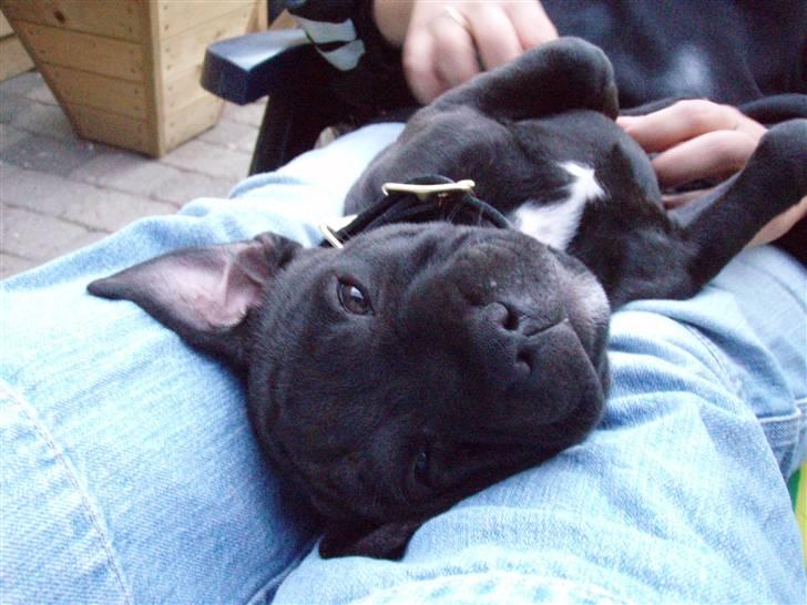 Staffordshire bull terrier Spike billede 4