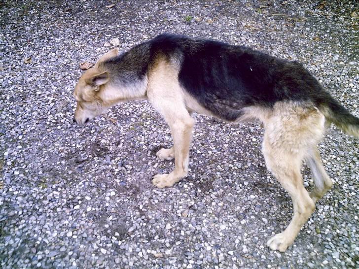 Schæferhund Tarzan - Død - billede 9