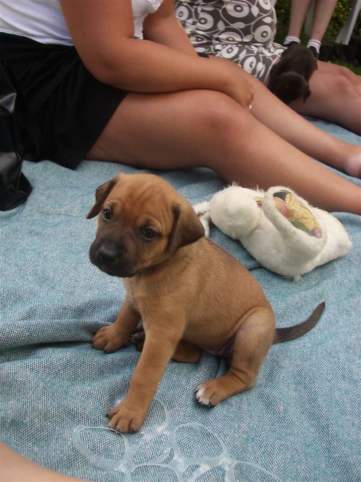 Blanding af racer Sally billede 1