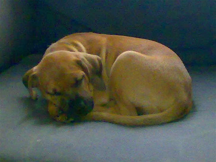 Blanding af racer Sally billede 2