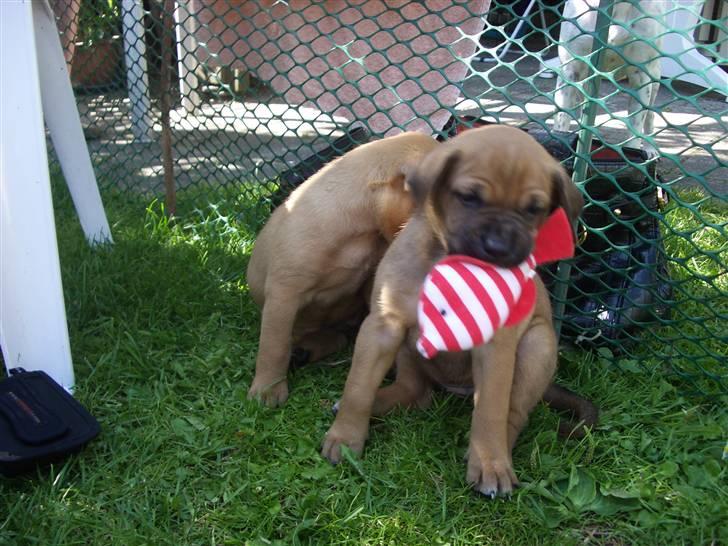 Blanding af racer Sally billede 3