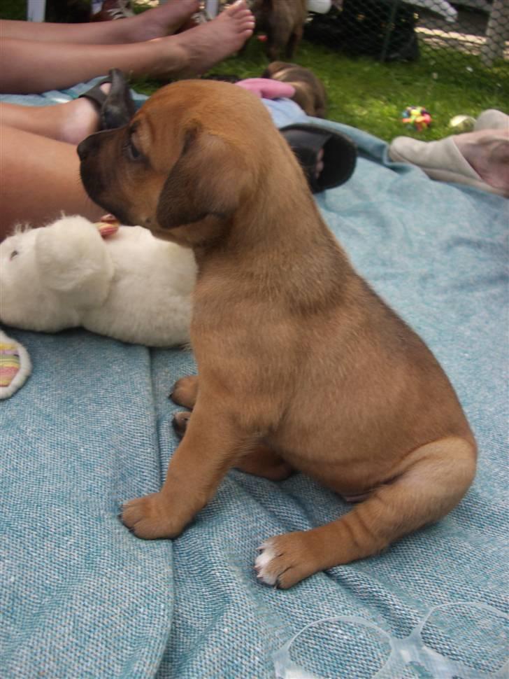 Blanding af racer Sally billede 4