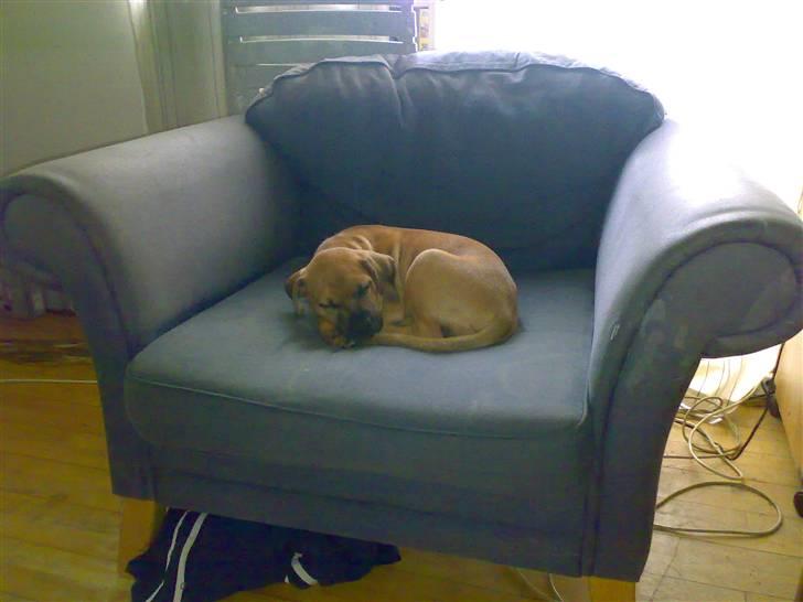 Blanding af racer Sally billede 5